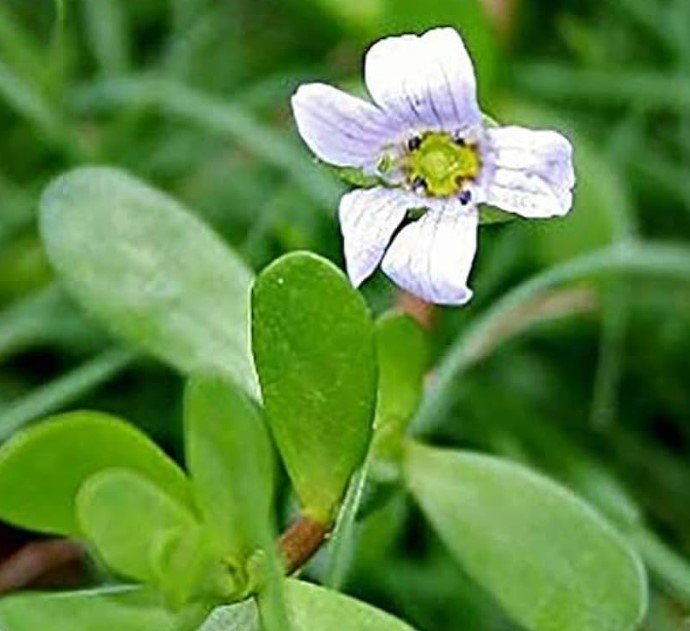 Bacopa Monnieri