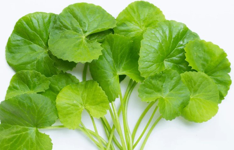 Centella Asiatica