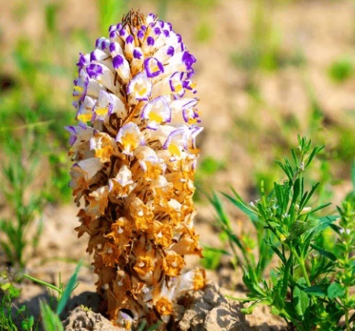 Cistanche Deserticola