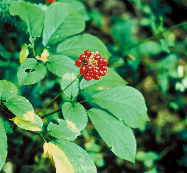 Panax Ginseng