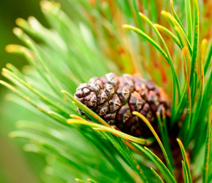Pine Bark Extract